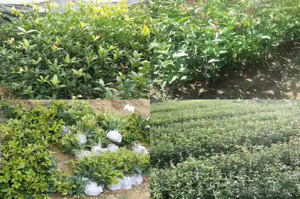 桂花树流苏嫁接是什么意思1687220224286