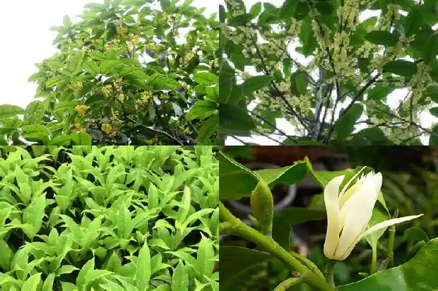流苏嫁接桂花和原生桂花哪个好看1687220245715
