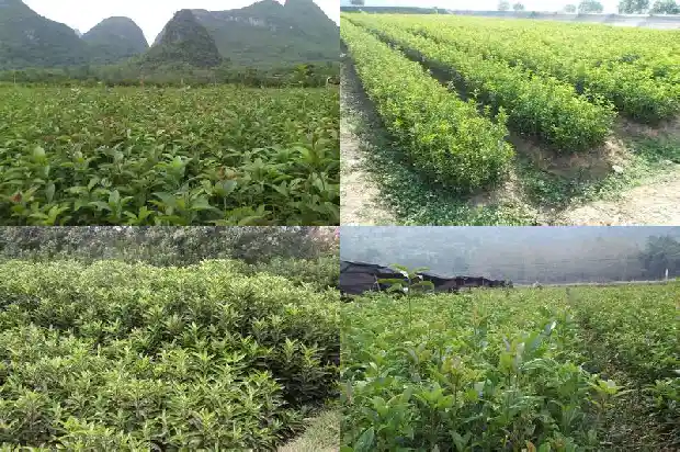 流苏嫁接桂花和原生桂花哪种好些1687220265770