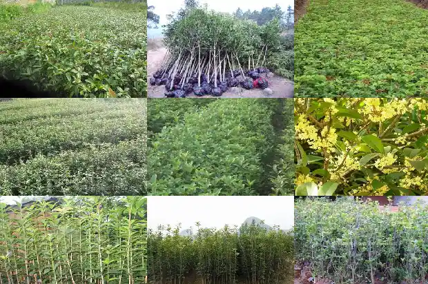 桂花一盆价格多少钱1690591281111