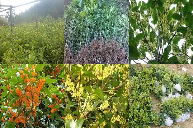 流苏嫁接桂花和原生桂花哪种好些1687220265864