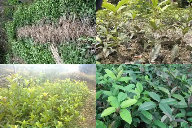 流苏嫁接桂花和原生桂花哪种好些1687220265912