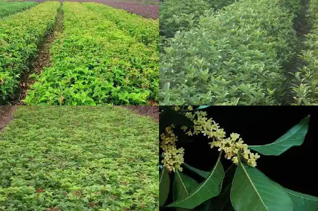 桂花树苗用流苏嫁接的好还是原生的好呢1687220285709