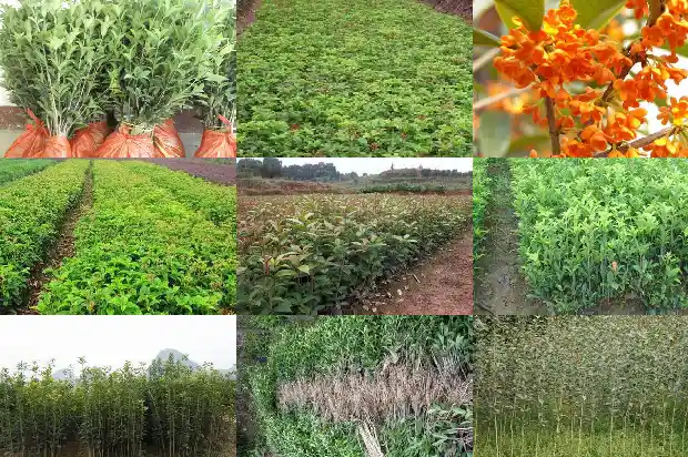 桂花树苗用流苏嫁接的好还是原生的好呢1687220285757