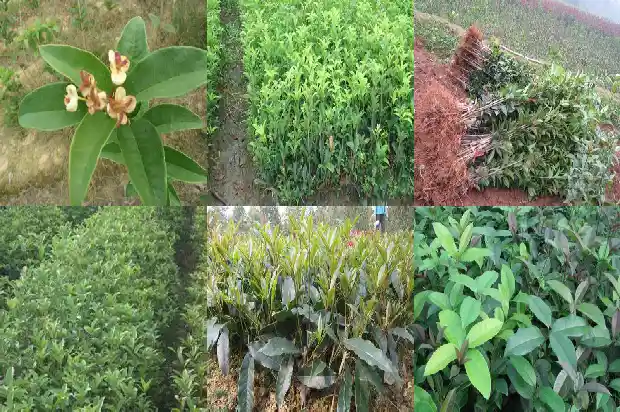 桂花树苗用流苏嫁接的好还是原生的好呢1687220285804