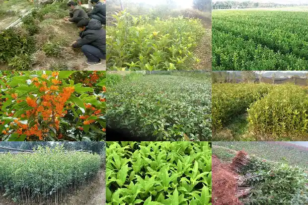 桂花树苗用流苏嫁接的好还是原生的好呢1687220285852