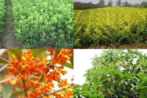 嫁接桂花的流苏发芽了1687220301502