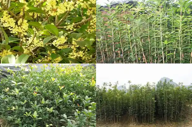 原生的桂花跟嫁接的桂花有什么区别呢1687220337541