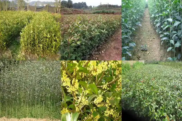 原生的桂花跟嫁接的桂花有什么区别呢1687220337589