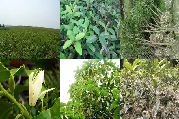 原生的桂花跟嫁接的桂花有什么区别呢1687220337637