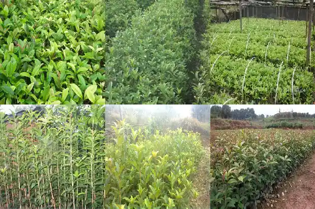 桂花是嫁接的吗1687220357399
