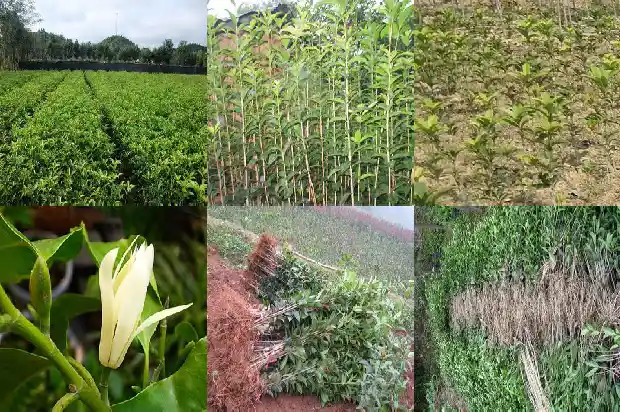 桂花嫁接和原生的有什么区别1687220382986