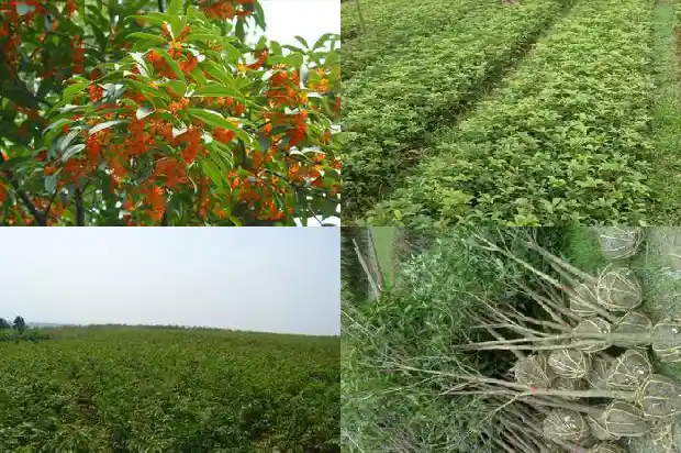 桂花嫁接和原生的有什么区别1687220383033