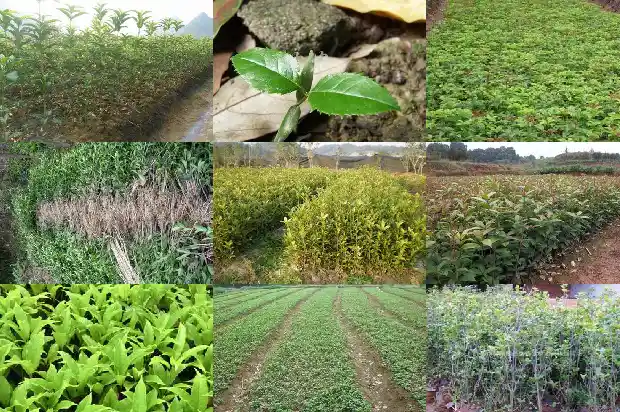 嫁接桂花与原生桂花那个好1687220402947