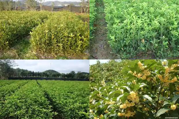嫁接桂花与原生桂花那个好1687220402995
