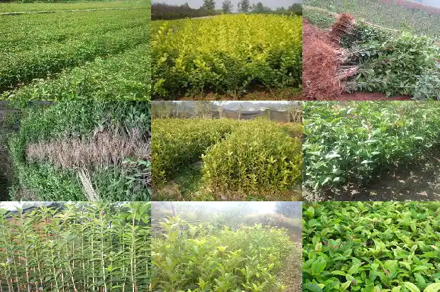 流苏嫁接的桂花怎么养护1687220442964