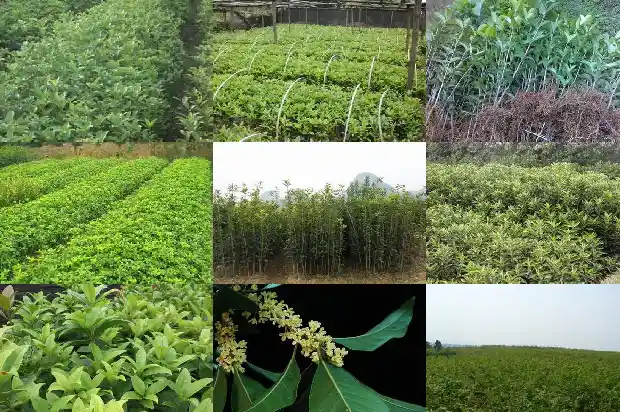 流苏嫁接的桂花怎么养护1687220443011