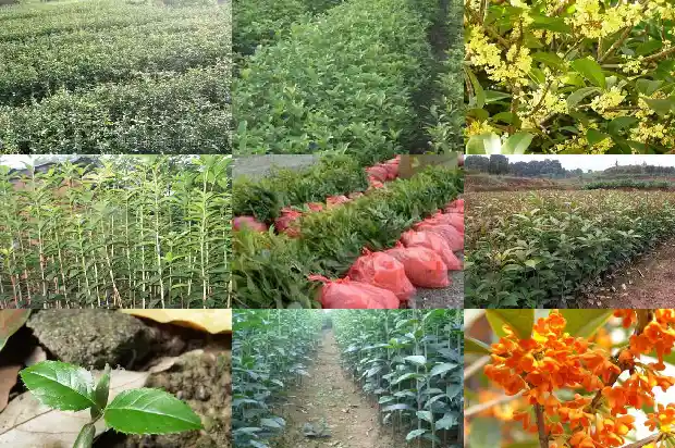 流苏嫁接桂花盆景用什么土壤1687220467603