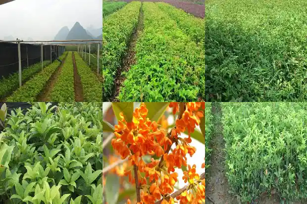 为什么用流苏嫁接桂花不开花1687220487175