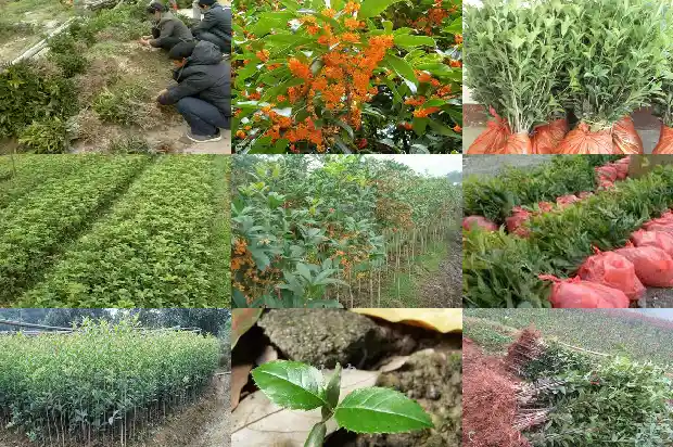 桂花适合泡什么茶1689208226449