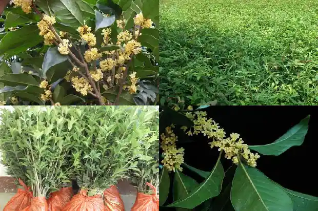 成都桂花树价格表最新1690418210089