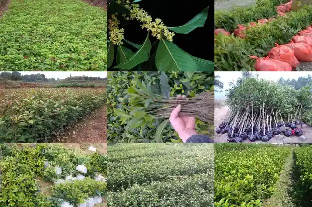 桂花树是什么形状的树1690677794254