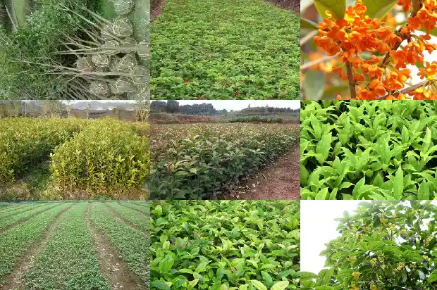流苏树什么季节嫁接桂花1687220531359