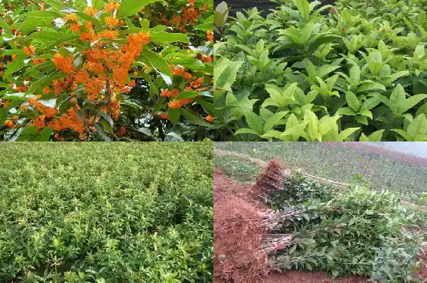 流苏树什么季节嫁接桂花1687220531406