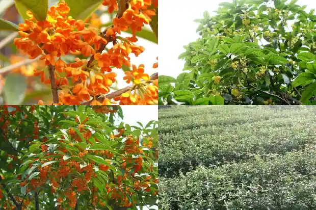 流苏树什么季节嫁接桂花1687220531453