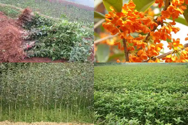 流苏嫁接的桂花用松针土好吗1687220616301