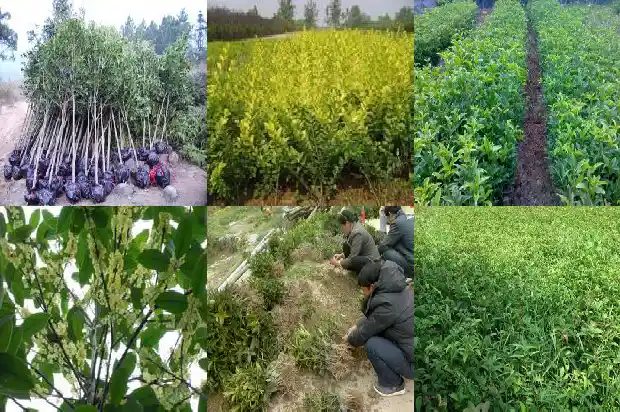 流苏嫁接的桂花用松针土好吗1687220616349