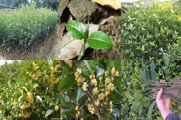 流苏嫁接桂花提根方法1687220656151