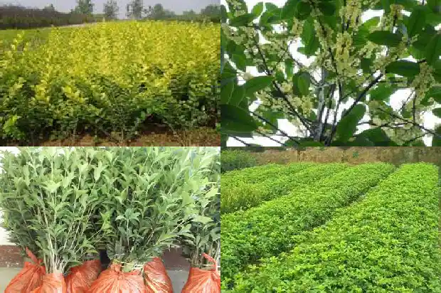 长沙哪里有桂花树卖1689985533025