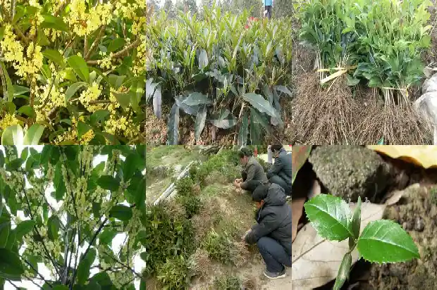 桂花嫁接有什么好处1687220719384