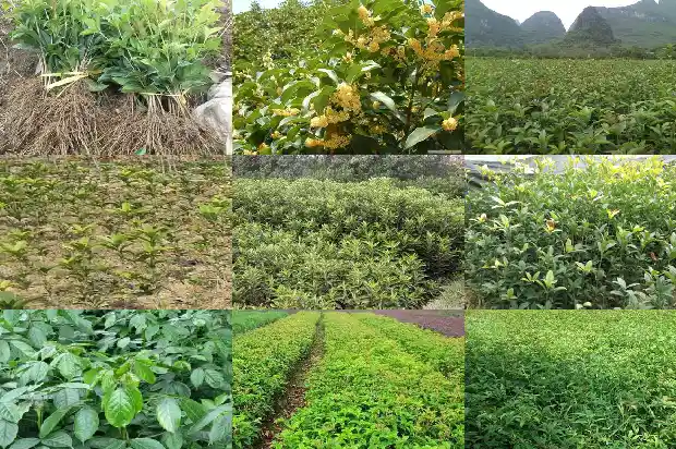 桂花喷啥可促进发芽快些1687220736802