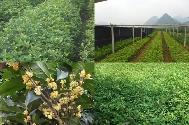 桂花发芽施什么肥1687220756531