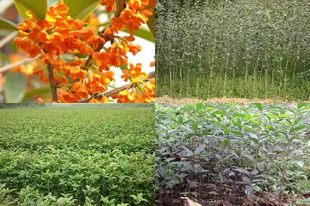 桂花发芽施什么肥1687220756579