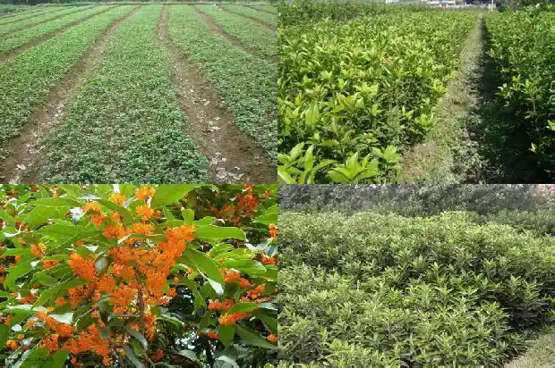 夏天怎么让桂花发新芽1687220774682