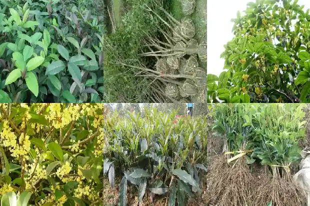 夏天怎么让桂花发新芽1687220774730