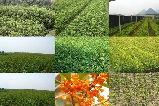 桂花开花期间能喷水吗1687220792594