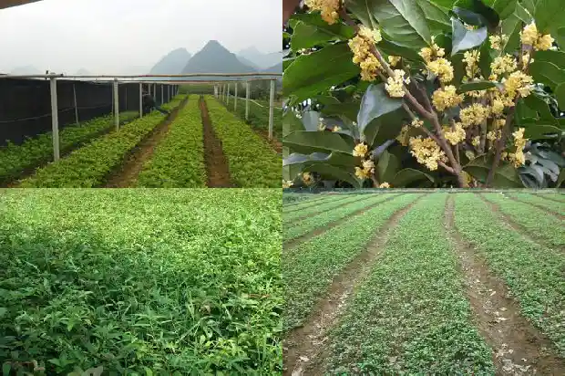 桂花开花期间能喷水吗1687220792641
