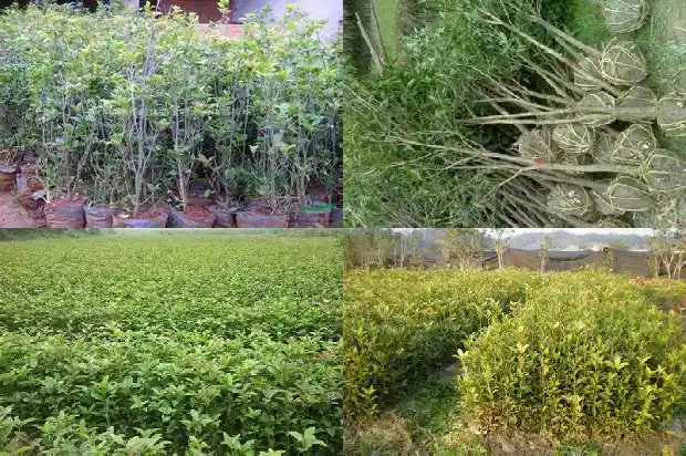 桂花可以嫁接吗?1687220814860