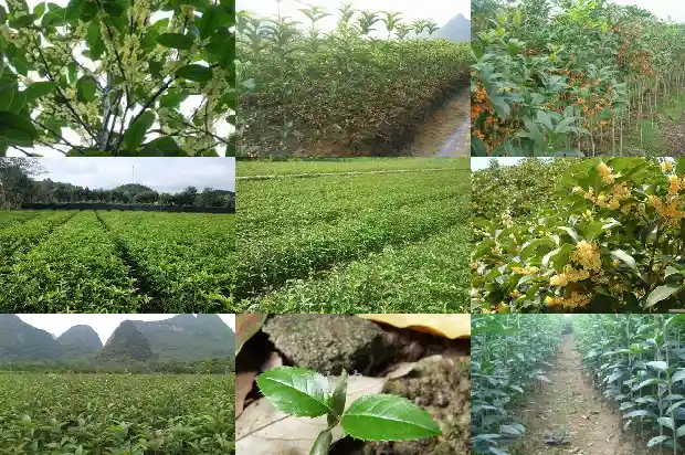 桂花嫁接桂花树可以吗1687220833764