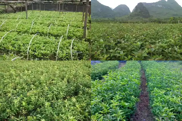桂花树30公分多少钱一棵1689727133200
