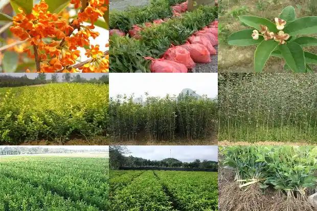 桂花要嫁接的还是不嫁接的好呢1687221014406
