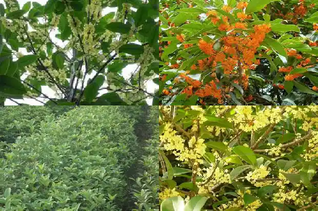 桂花要嫁接的还是不嫁接的好呢1687221014502