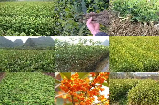 桂花原本的好还是嫁接的好1687221034011