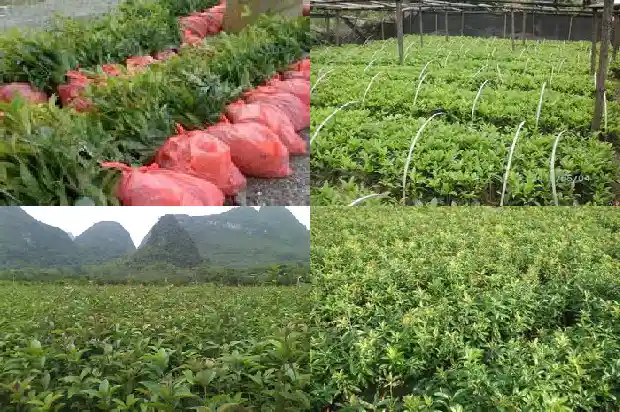 桂花原本的好还是嫁接的好1687221034059