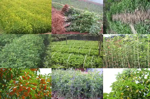 桂花靠接和嫁接哪个好1687221056219