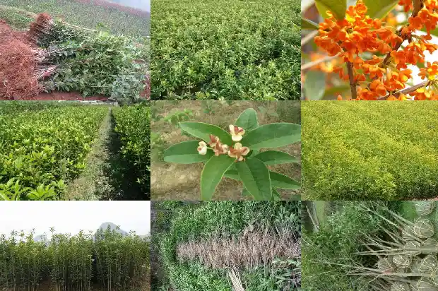 桂花和什么嫁接好1687221080556